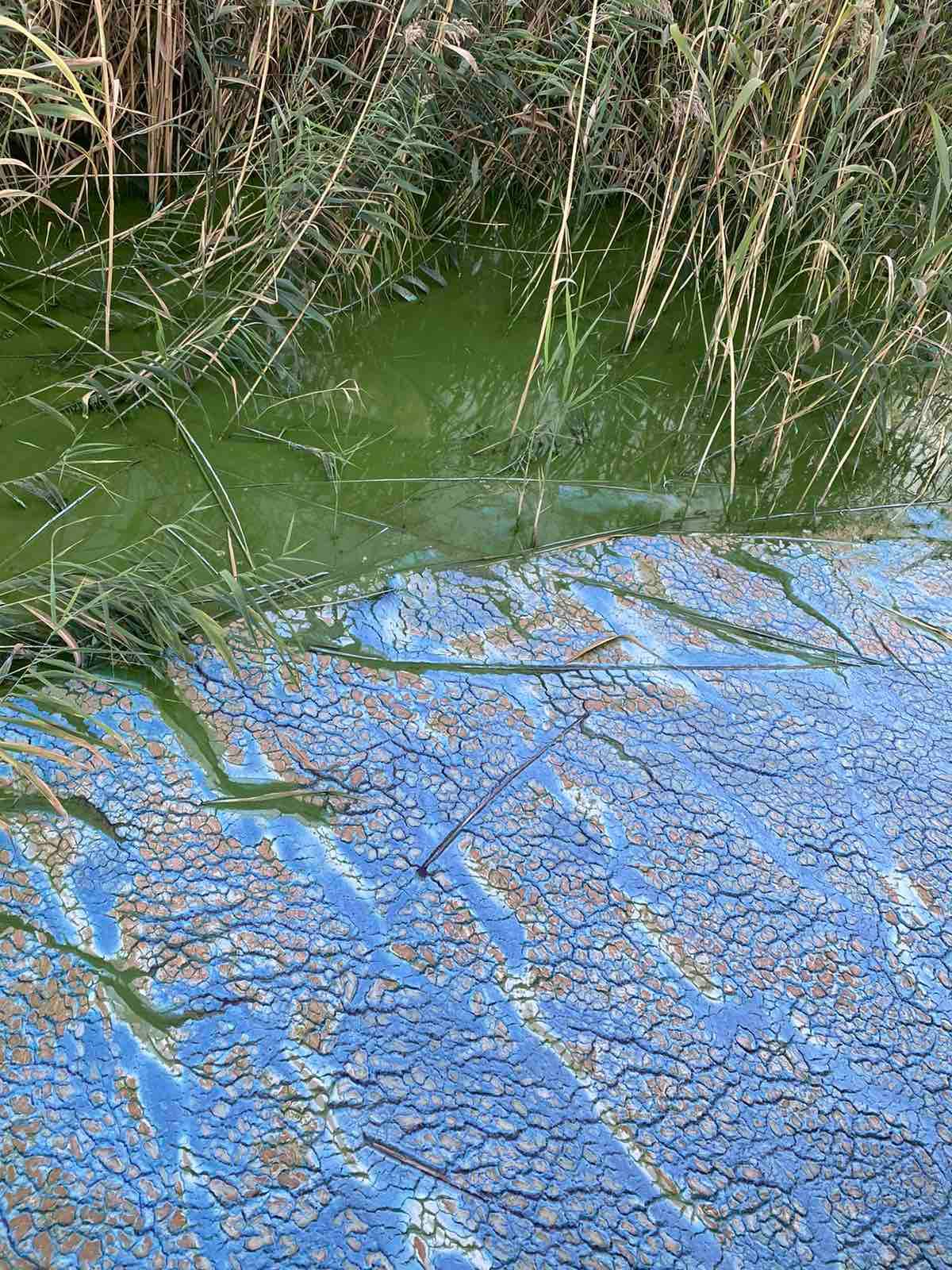 Нашествие зеленых водорослей: под Днепром река превращается в болото, местные жители бьют тревогу (Фото)