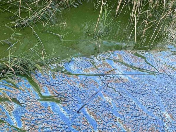 Нашествие зеленых водорослей: под Днепром река превращается в болото, местные жители бьют тревогу (Фото)
