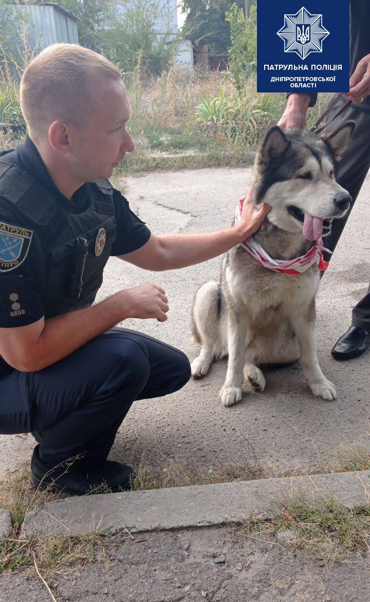 Пес бегал по дороге и едва не попал под колеса: в Днепре полицейские спасли собаку и разыскивают хозяина (Фото)