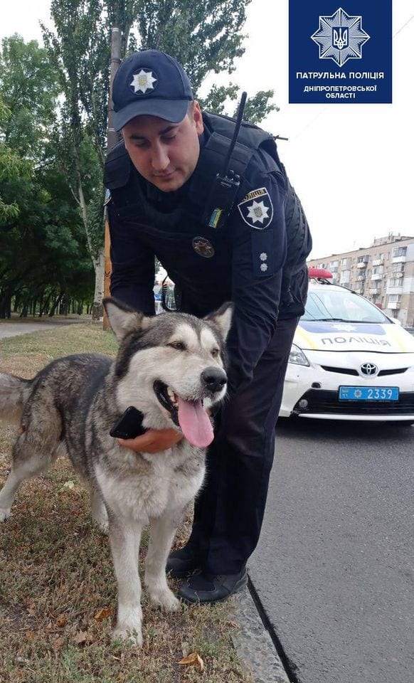 Пес бегал по дороге и едва не попал под колеса: в Днепре полицейские спасли собаку и разыскивают хозяина (Фото)