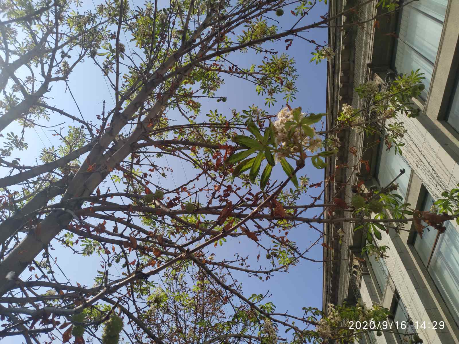 В Днепре цветет сирень-смертница, каштаны и яблони (Фото)