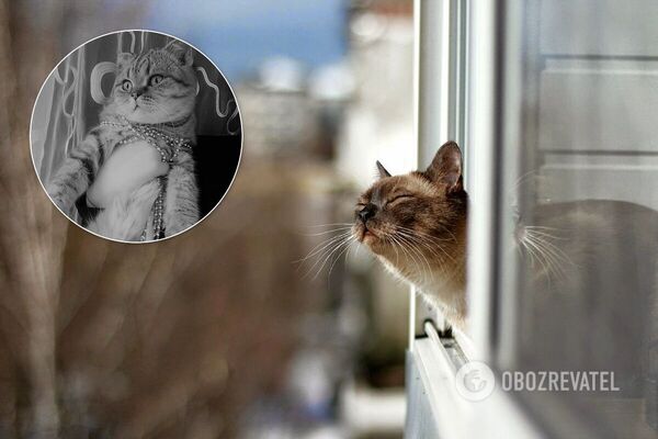 В Днепре мужчина выбросил кота из окна девятого этажа. Источник: Коллаж