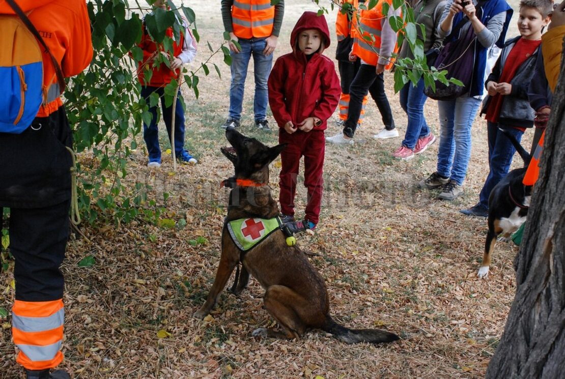 В Днепре поисковые собаки искали 9 детей. Новости Днепра