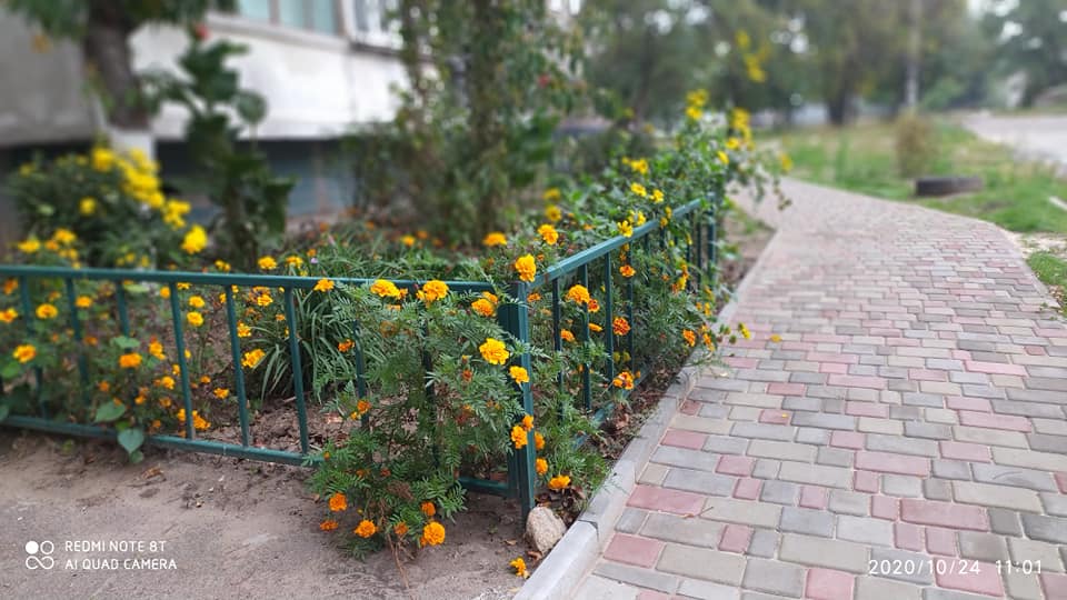 Волшебство рядом: в Днепре жильцы высадили прекрасные цветы во дворе (Фото)