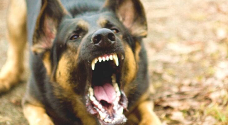 Четырехлапые хулиганы: в Днепре бродячие собаки "покусали" на перекрестке автомобиль (Фото/Видео)
