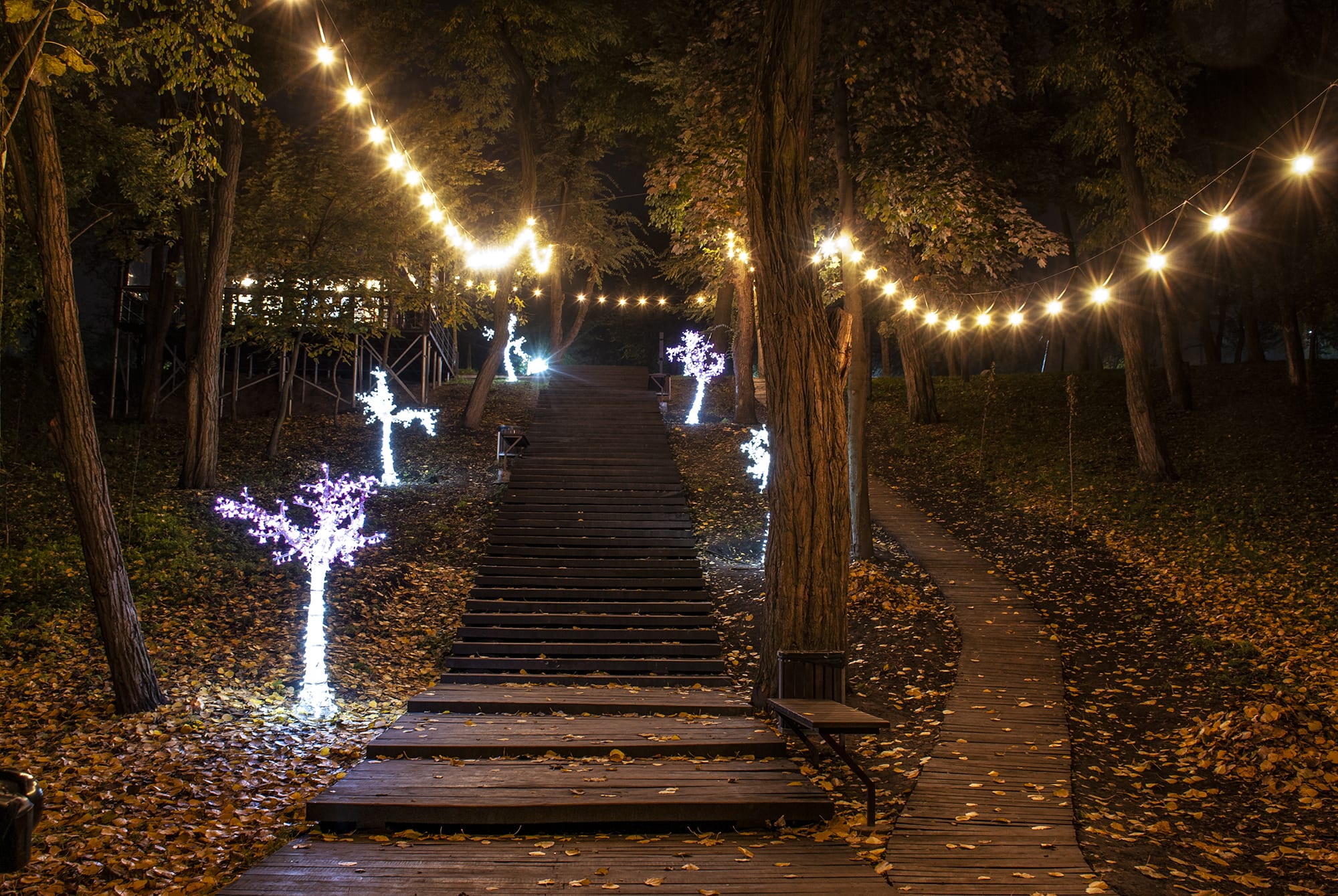 Зеленый Гай под покровом ночи: яркие осенние кадры любимого места отдыха днепрян (Фото)