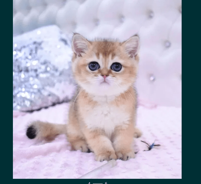 Новости Днепра про По цене 5 Жигулей: как выглядит котенок, которого в Днепре продают за 50 тысяч гривен (ФОТО)