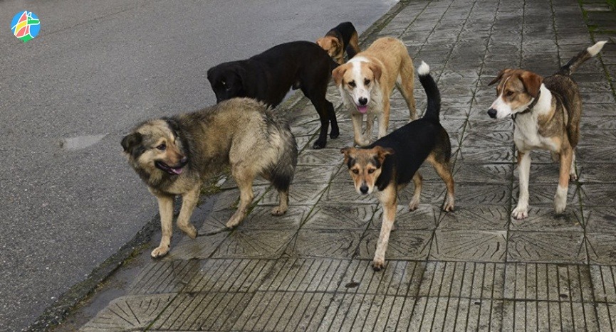 Новости Днепра про В Днепре на 12 квартале прикормленные бездомные собаки пугают жителей