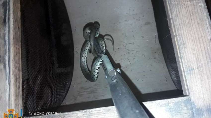 Залезла в кухню: в Днепре, в частном доме нашли змею (ФОТО)