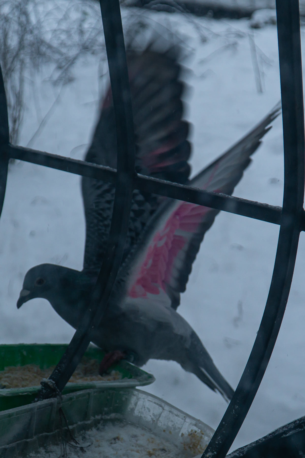 Новости Днепра про Остановился перекусить: днепрянка заметила голубя с розовыми крыльями 