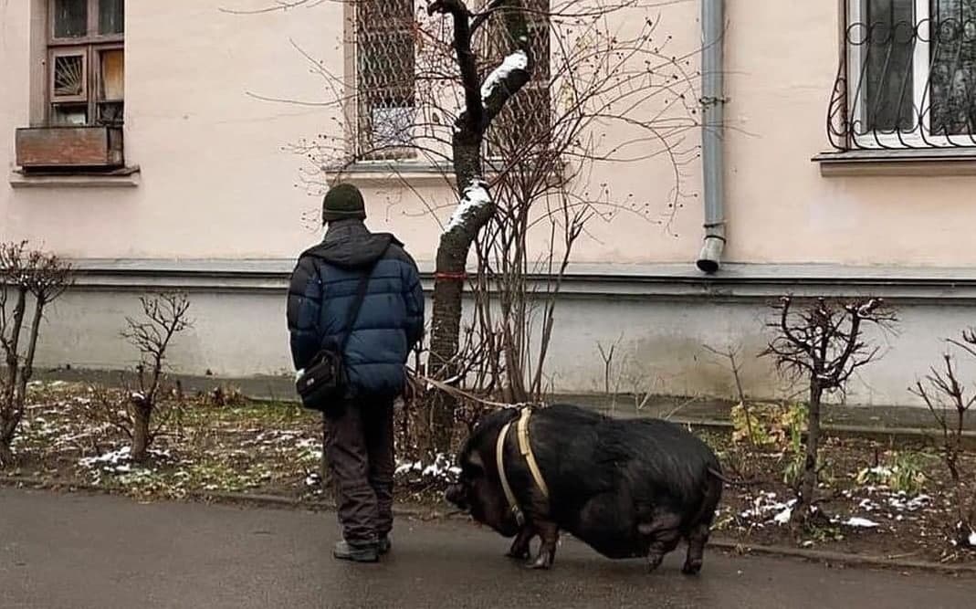 Новости Днепра про Поросенок - друг человека: в Кривом Роге мужчина выгуливал на поводке огромную свинью