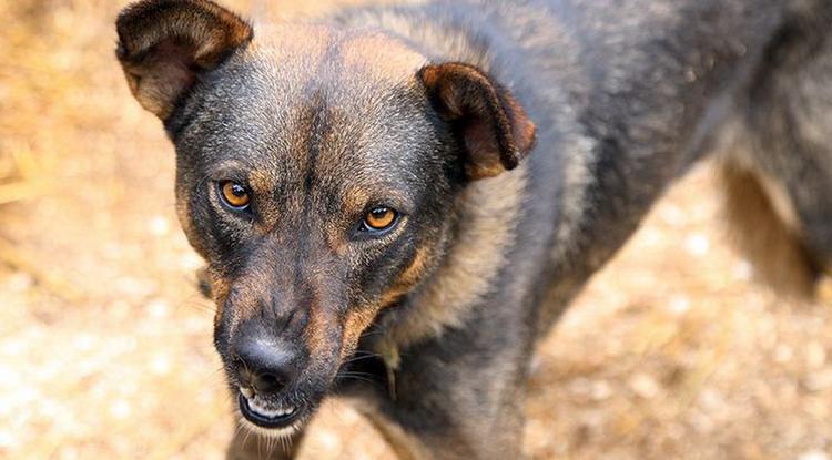 Новости Днепра про Опасно гулять: на жилмассиве Сокол стая собак нападает на людей