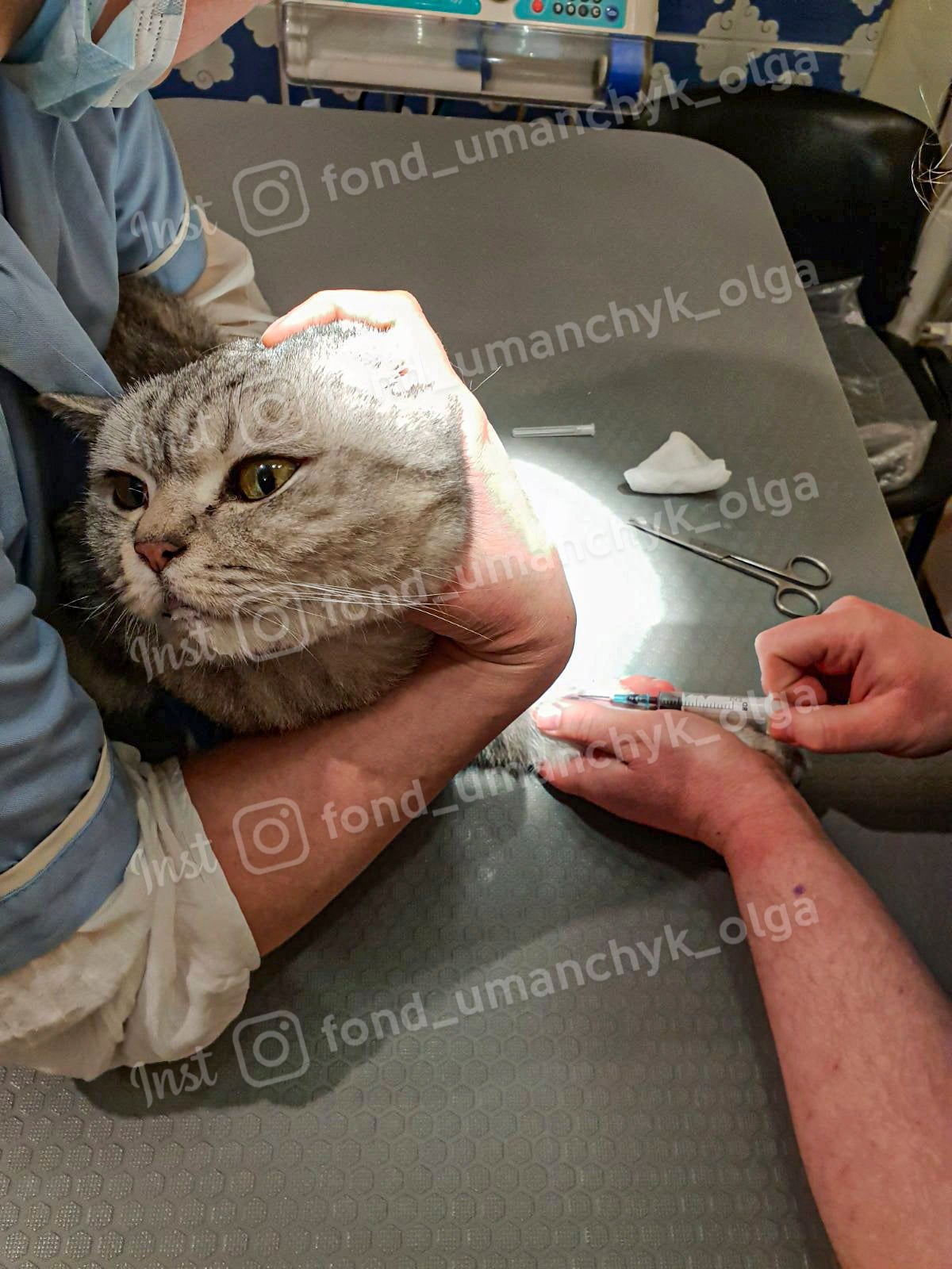 Новости Днепра про В Днепре больного породистого британца принесли на усыпление: кот нуждается в помощи