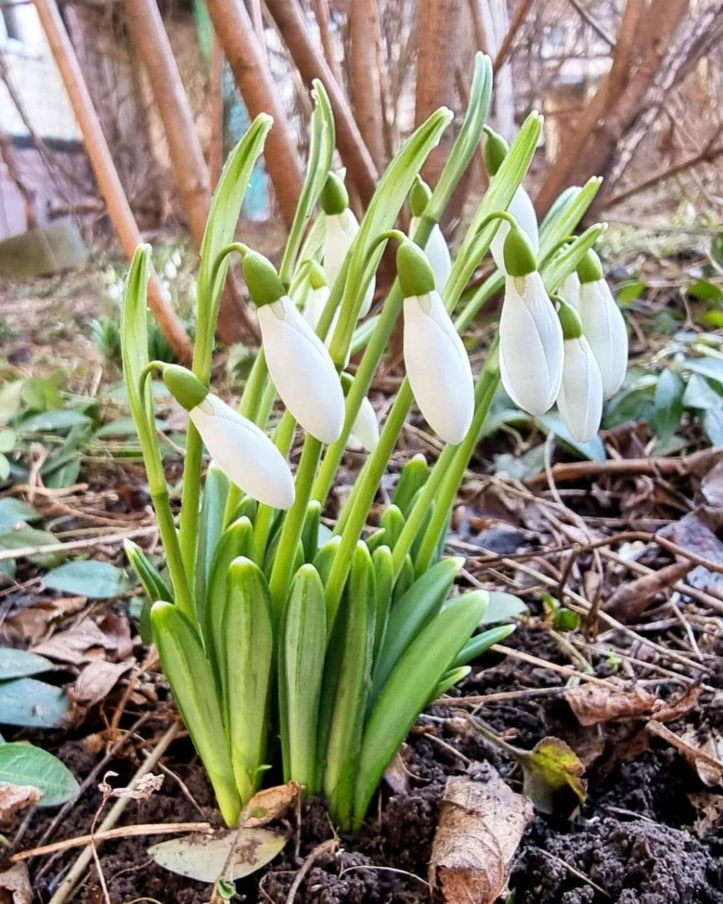 Новости Днепра про Весна уже близко: в Днепре появились первые подснежники (ФОТО)