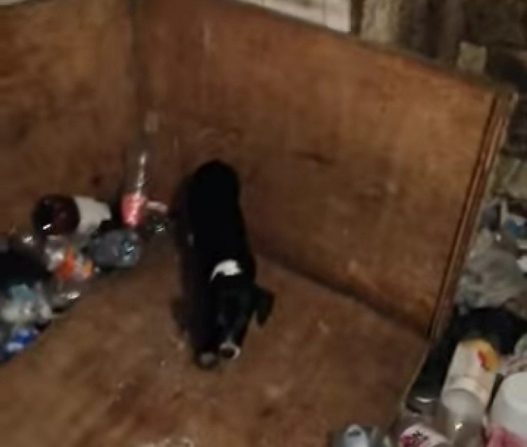 Новости Днепра про В Днепре иностранцы сбежали из страны, выбросив щенка в мусоропровод