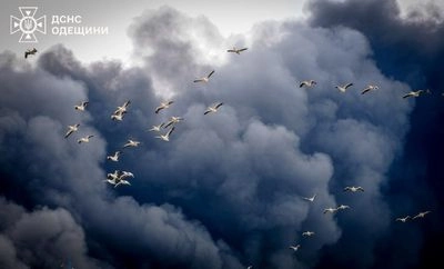 Близько сотні пеліканів з’явилися у небіпід час ліквідації наслідків російських обстрілів на Одещині