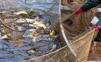 27 червня: Всесвітній день рибальства, Міжнародний день ананаса